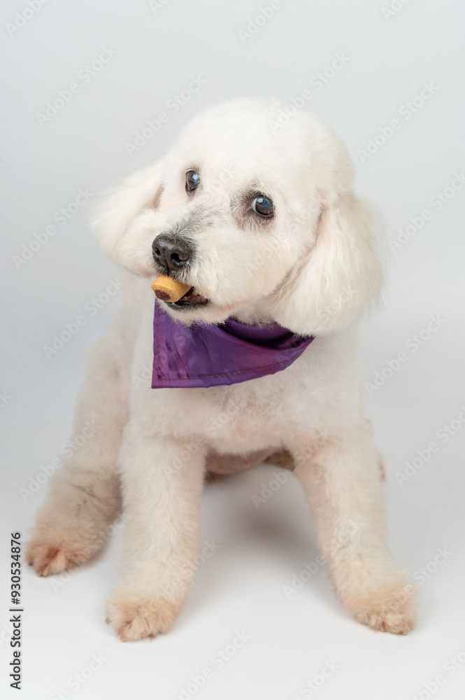Funny poodle dog with food in mouth Funny poodle dog with food in mouth