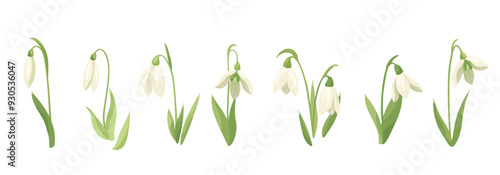 Set of white spring flowers and snowdrop buds. Collection wildflower plants. Wild early blooming flowers. Vector flat design elements for print, card, flyer, banner isolated white background