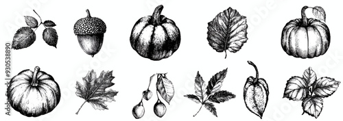 Autumn botanical elements, including pumpkins, acorns, and leaves with grainy photocopy effect.  Grunge fall collection stippling. 