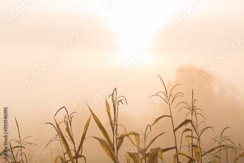 A corn plant on a background of fog illuminated by the morning sun