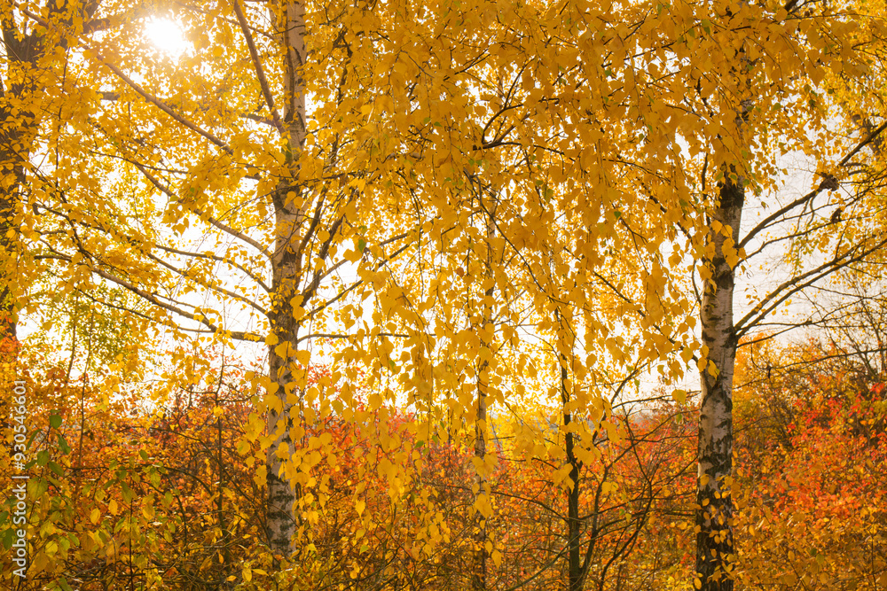 Obraz premium Beautiful young birch trees with autumn yellow leaves