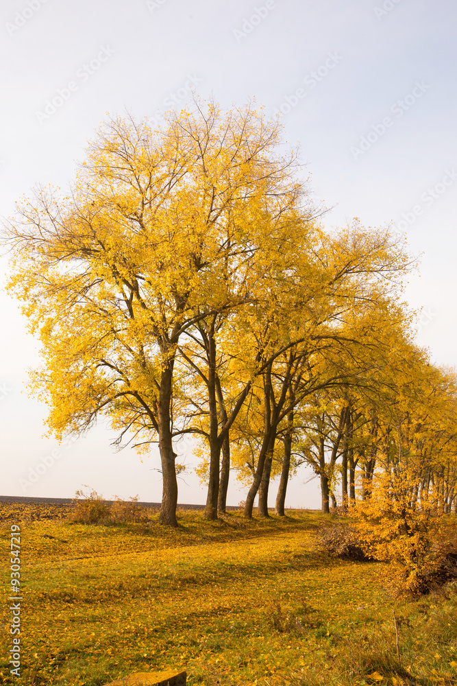 Naklejka premium Yellowed trees near a field on a foggy autumn morning
