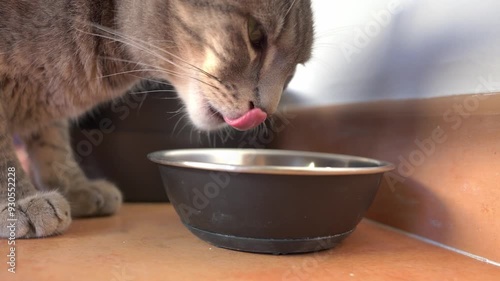 Grey cat happily drinking water from a shiny metal bowl