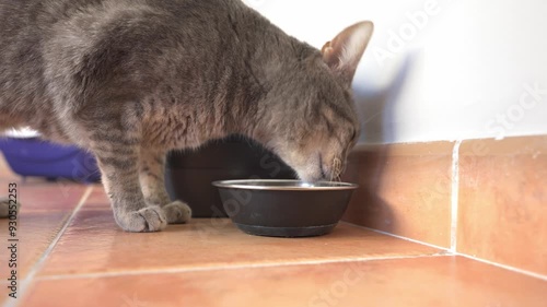 Charming european shorthair cat enjoying a refreshing drink of water