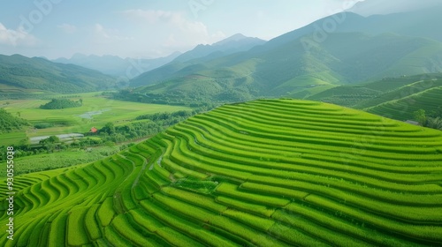 A mountain range is visible in the background of a field of green rice