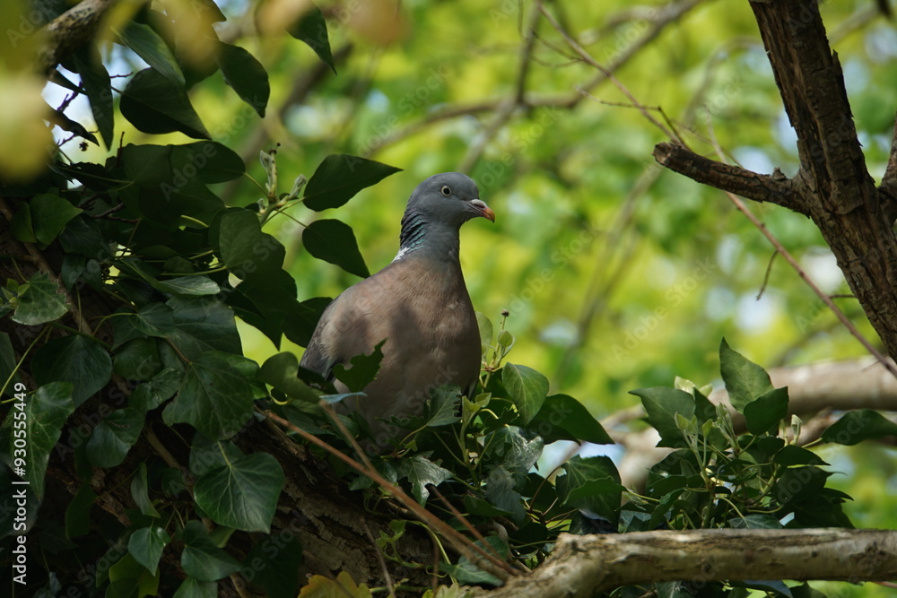 Wood Pigeon Amongst Foliage Wood Pigeon Amongst Foliage