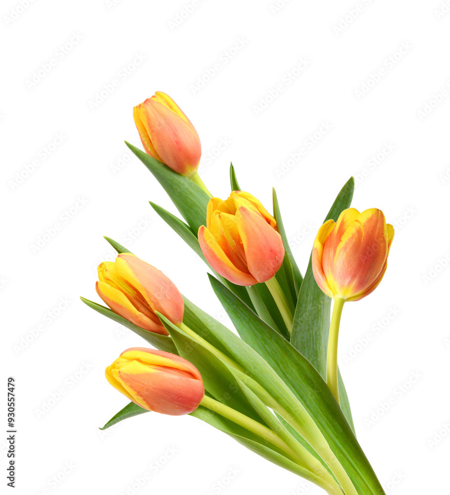 Colorful tulip flowers isolated on white Colorful tulip flowers isolated on white