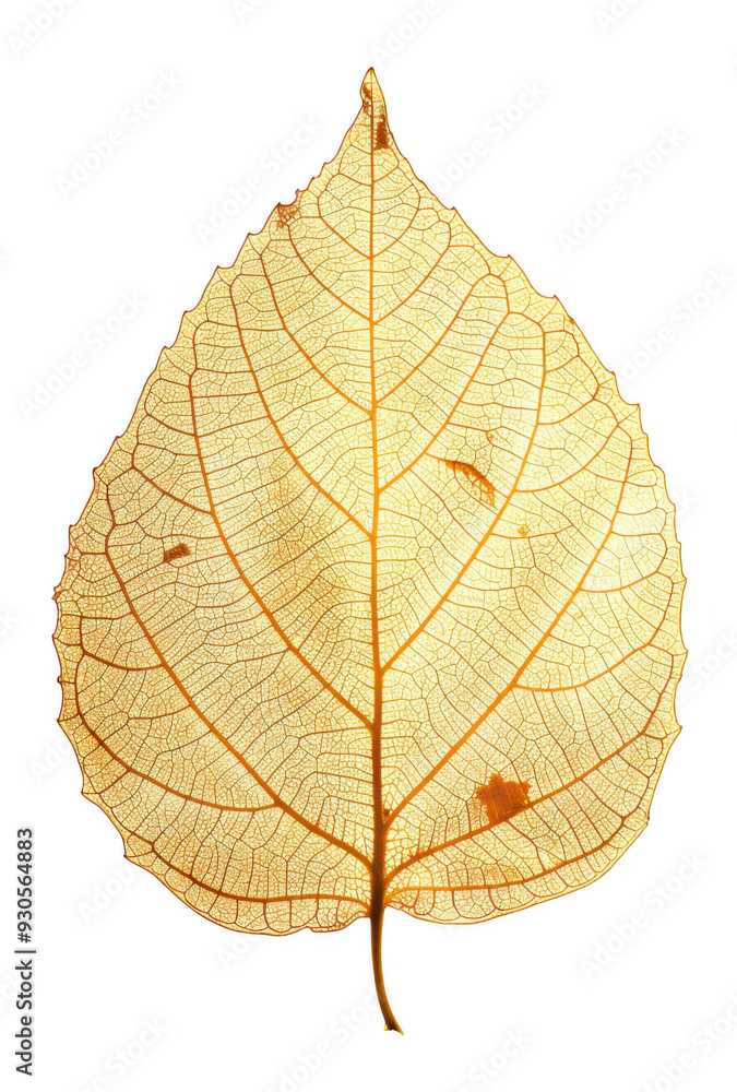 Obraz premium Golden Leaf with Intricate Veins