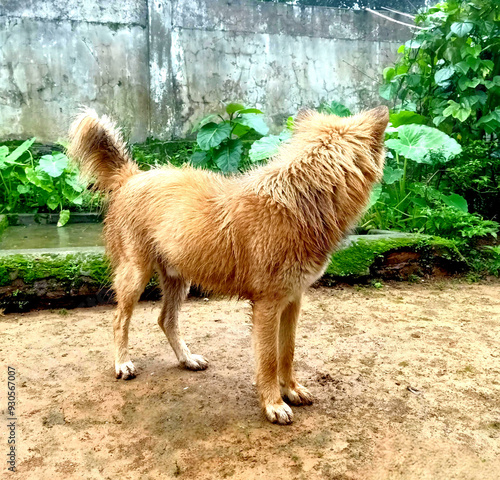Wet dog | fluffy dog | rainy summer