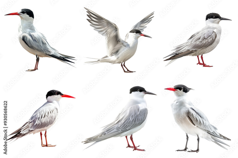 Five White-Faced Terns with Black Caps and Red Beaks Five White-Faced Terns with Black Caps and Red Beaks