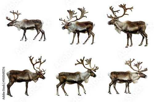 Six Reindeer with Distinctive Antlers and Spots