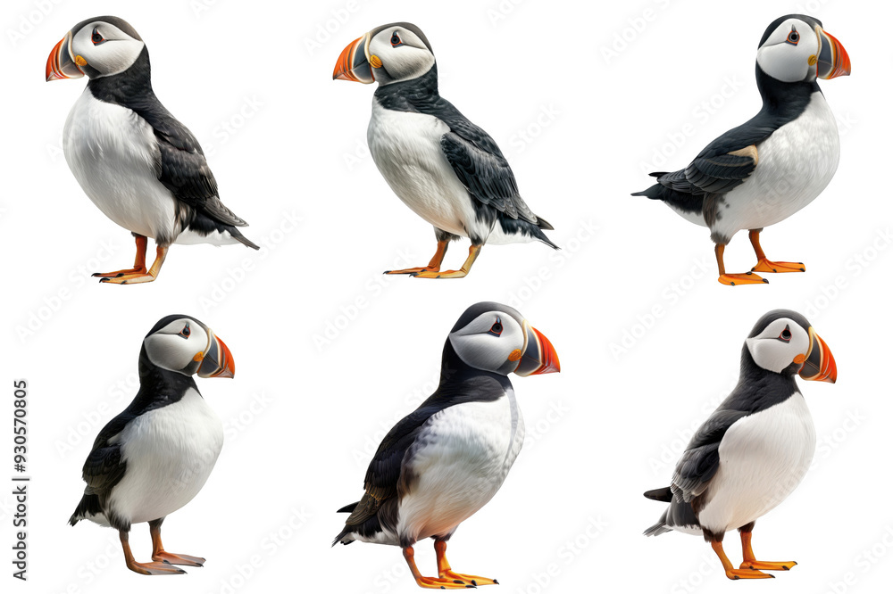 Fototapeta premium A Collage of Six Puffin Images with Distorted Backgrounds