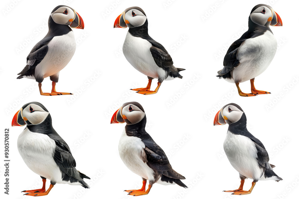 Fototapeta premium Six Puffins in Various Poses, Isolated on a Transparent Background