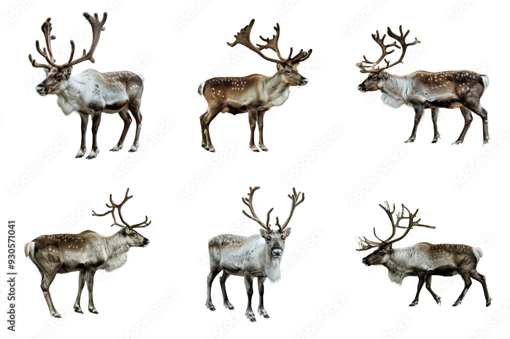 Obraz premium Six Reindeer with Antlers Facing Different Directions