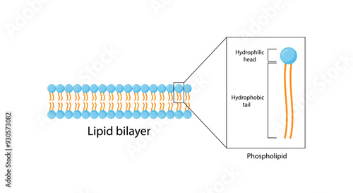 Lipid bilayer. Phospholipid Molecule Structure. Hydrophilic Head which is a polar head and Hydrophobic Tails which are hydrophobic fatty acid tails. Cell membrane component. Vector Illustration.