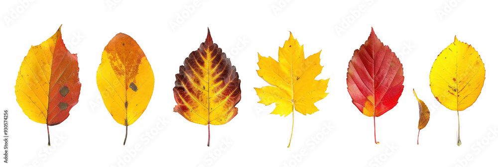 Obraz premium Selection of Yellow and Red Autumn Leaves