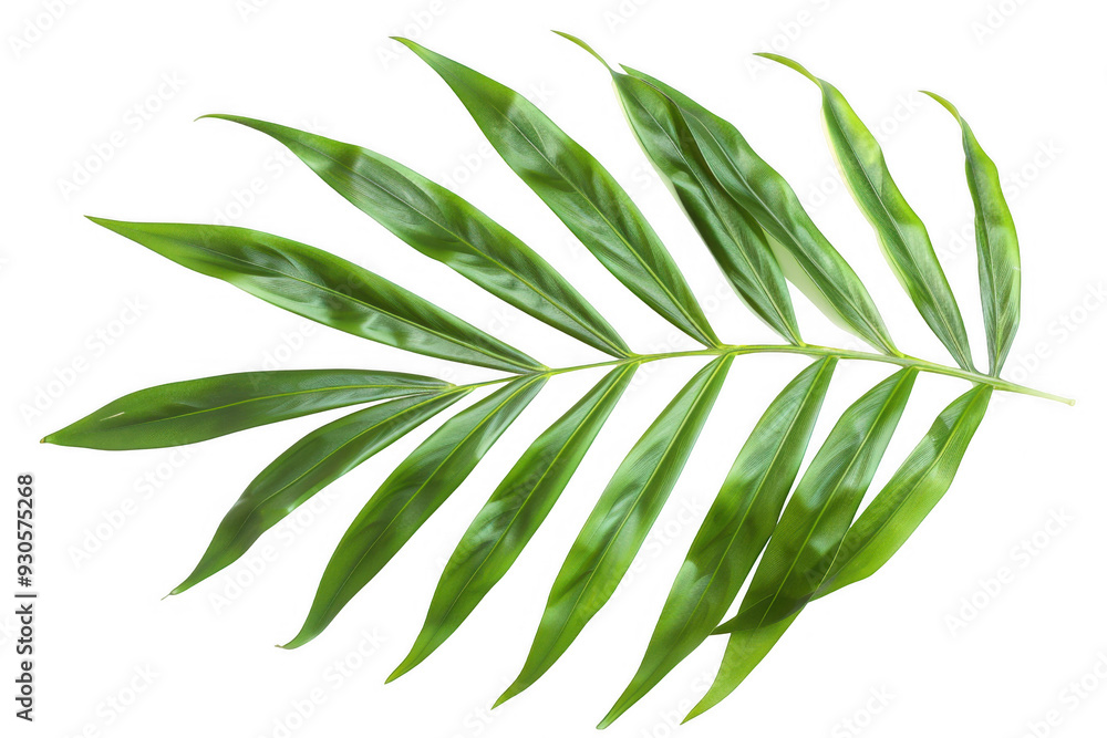 Single Green Palm Leaf Single Green Palm Leaf