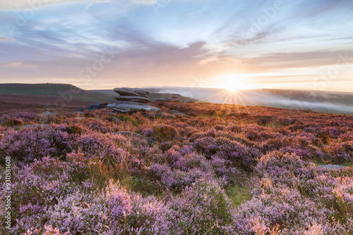 The first rays of sunlight over the purple heather of the Peak District.