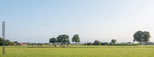 spotted cows in green meadow near farm in dutch achterhoek on sunny summer morning photo