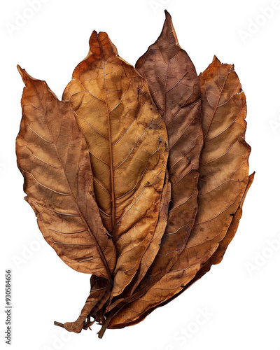 Dried Tobacco Leaves Arranged in Fan Shape photo