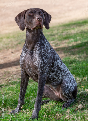 Sitting and posing German Short Hair pointer at the park