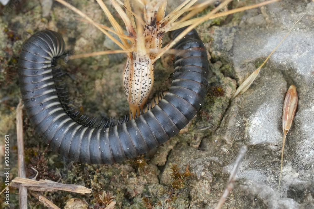 Closeup on a black Portuguese millipede, Ommatoiulus rutilans in Southern France Closeup on a black Portuguese millipede, Ommatoiulus rutilans in Southern France