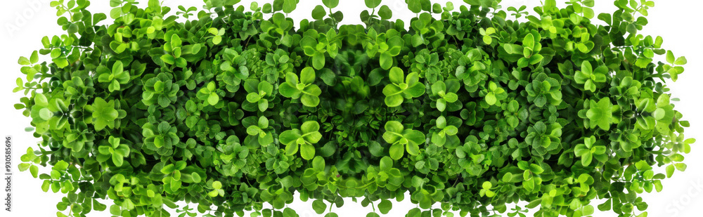 Top View of Lush Green Foliage Top View of Lush Green Foliage