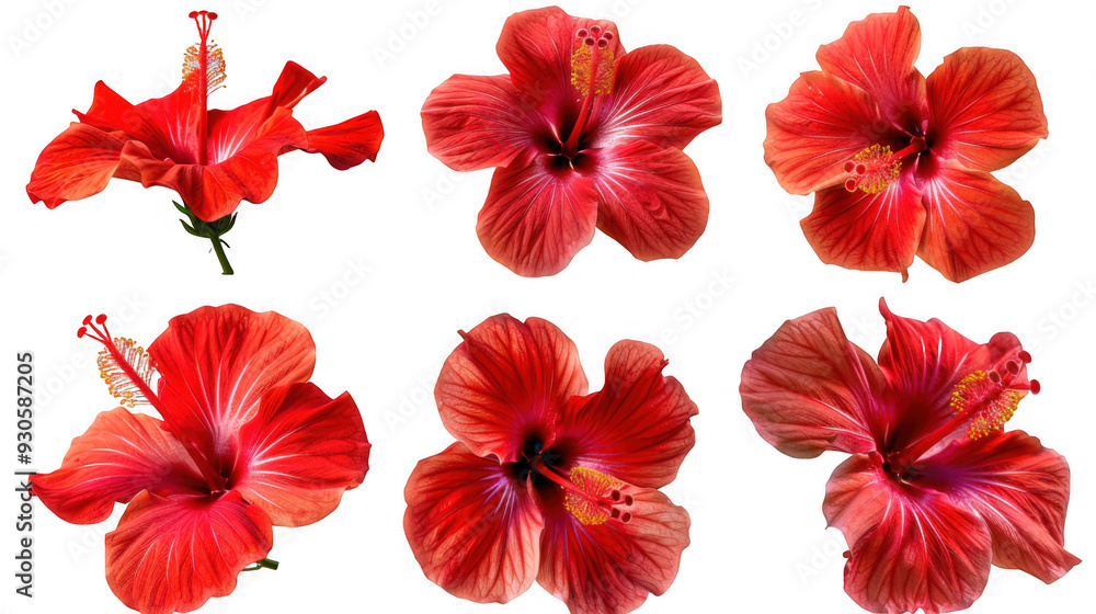 Collection of Red Hibiscus Flowers Collection of Red Hibiscus Flowers