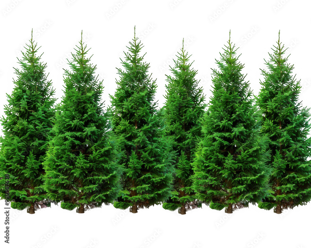 Fototapeta premium Row of Tall Evergreen Trees