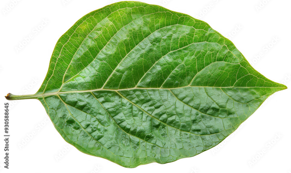 Obraz premium Single Large Green Leaf