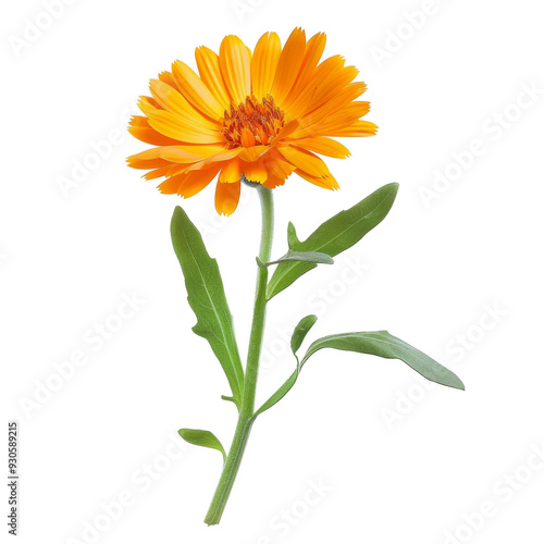 Single orange flower with green leaves isolated on white.