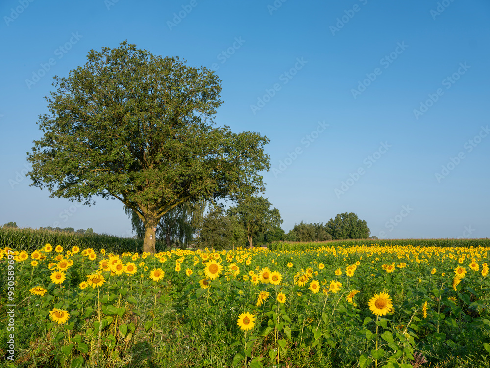 Fototapeta premium field of sunflowers under blue summer sky in achterhoek near doetinchem in the netherlands