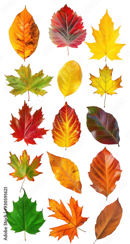 Fototapeta premium Autumn Leaves Collection