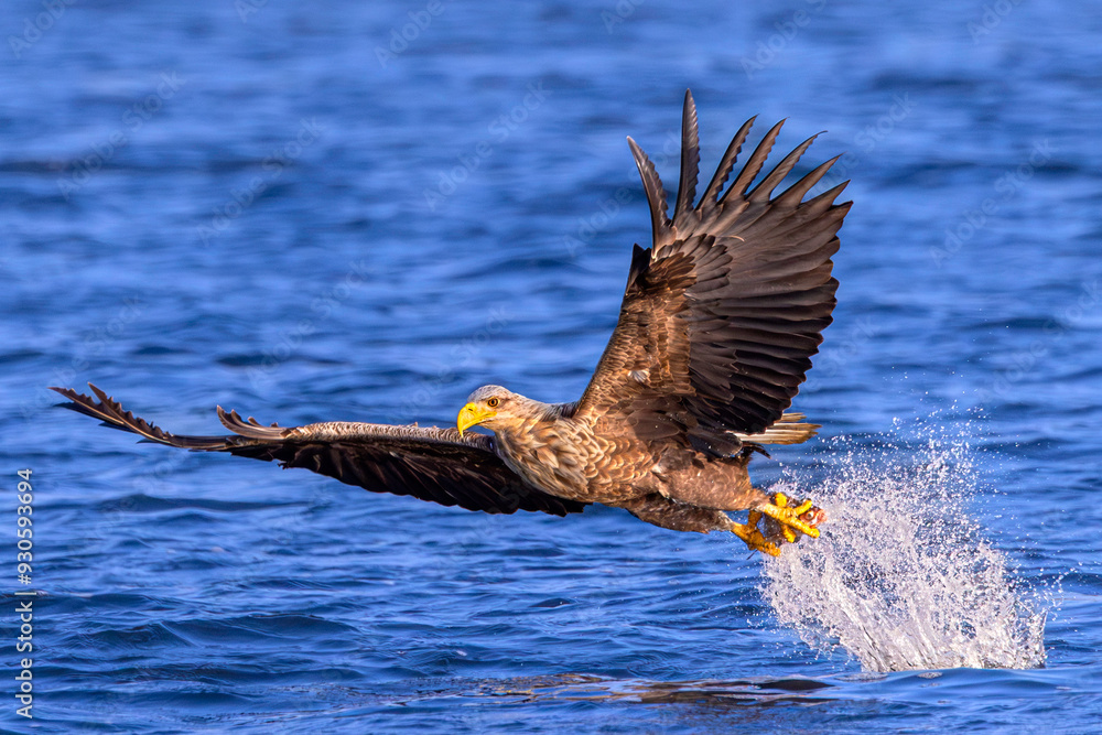 White-tailed Eagle (Haliaeetus albicilla) in flight holding a caught fish in its talons, North Poland. Selective focus on bird's eye