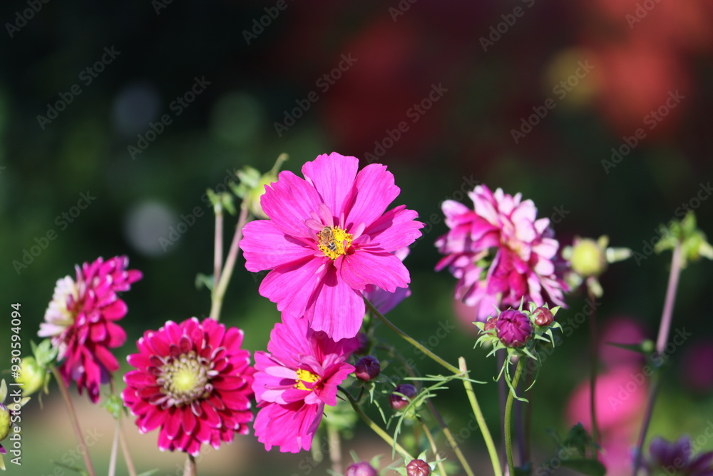 Sweden. Cosmos bipinnatus, commonly called the garden cosmos or Mexican aster, is a medium-sized flowering herbaceous plant in the daisy family Asteraceae, native to the Americas. Sweden. Cosmos bipinnatus, commonly called the garden cosmos or Mexican aster, is a medium-sized flowering herbaceous plant in the daisy family Asteraceae, native to the Americas.