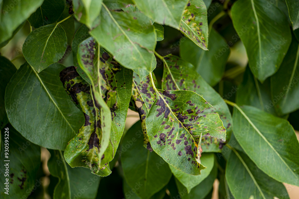 Black spot of pear. Fungal disease of pear trees caused by Venturia pyrina. Pear leaf spot. Pear blister mite. Black spot of pear. Fungal disease of pear trees caused by Venturia pyrina. Pear leaf spot. Pear blister mite.