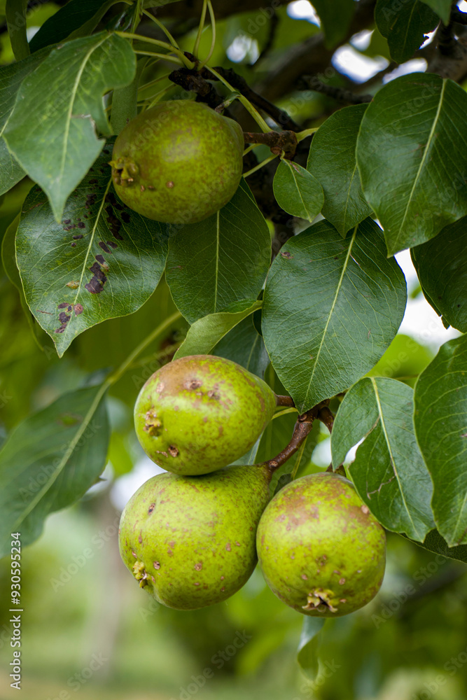 Branch with green pears affected by disease: natural orchard scene with fruits showing signs of disease or damage on the pears Branch with green pears affected by disease: natural orchard scene with fruits showing signs of disease or damage on the pears