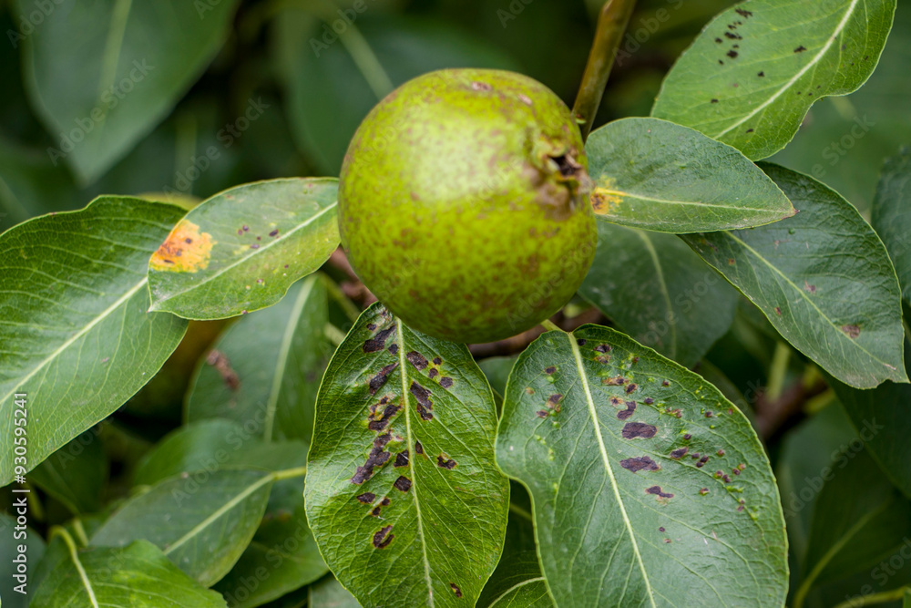Black spot of pear. Fungal disease of pear trees caused by Venturia pyrina. Pear leaf spot. Pear blister mite. Black spot of pear. Fungal disease of pear trees caused by Venturia pyrina. Pear leaf spot. Pear blister mite.