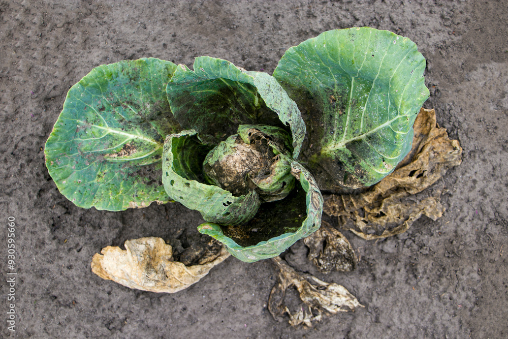 Cabbage damaged by fungal diseases of vegetables. Cabbage plant disease ...
