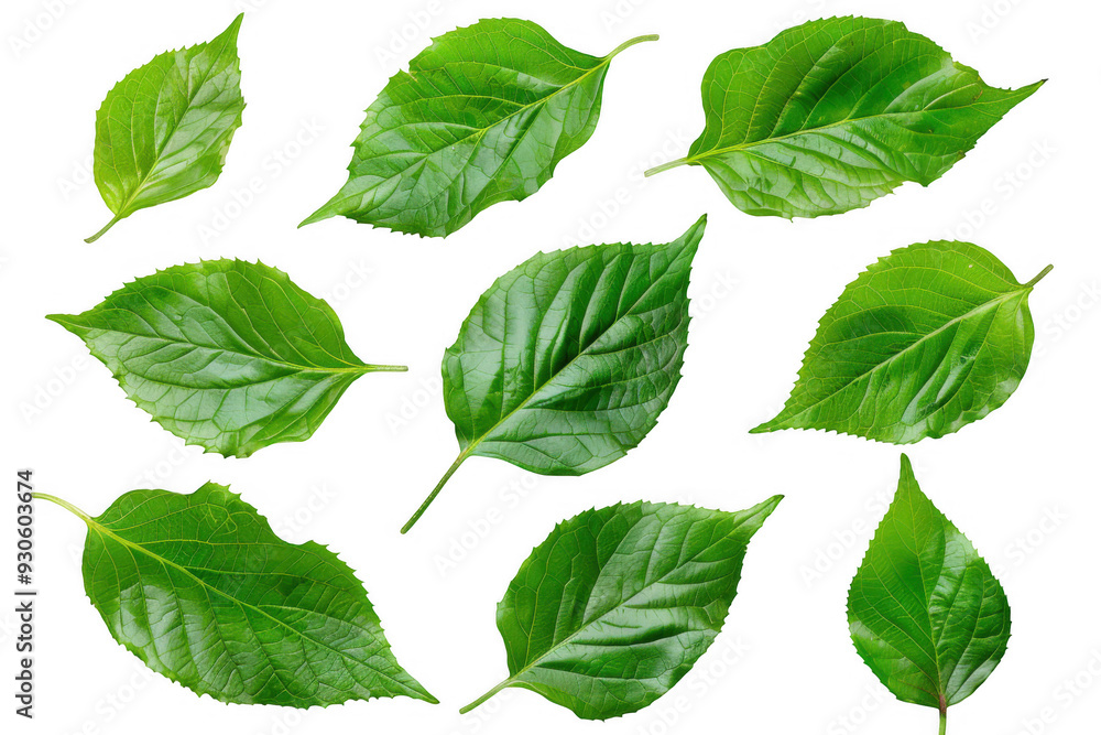 Bright Green Leaves Bright Green Leaves