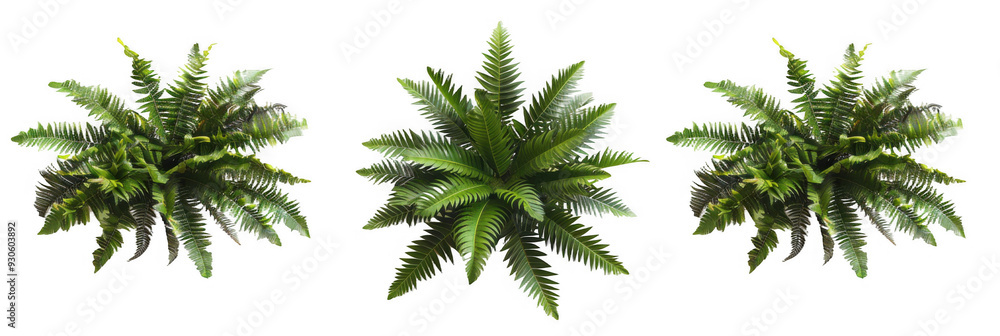 Naklejka premium Top-Down View of Palm Ferns