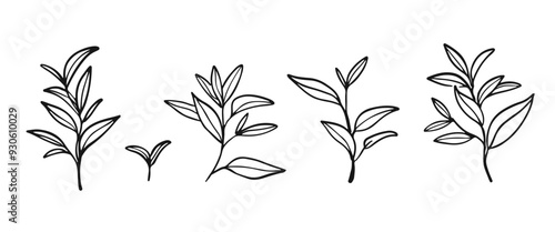 Green tea Green tea leaves set. set. Hand drawn illustration. Outline brunches. Floral vector graphic.