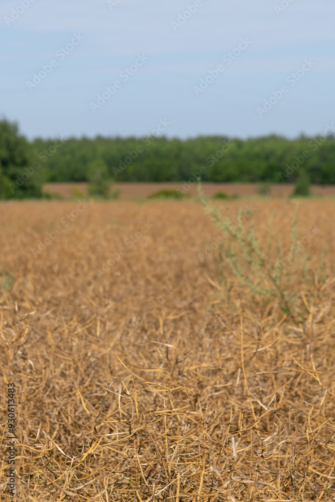 Close-up view of Rapeseed (Brassica napus, also known as oilseed rape) agricultural field with long dried brown ripe pods in sunny summer day. Clear blue sky. Soft focus. Copy space. Oil plants theme. Close-up view of Rapeseed (Brassica napus, also known as oilseed rape) agricultural field with long dried brown ripe pods in sunny summer day. Clear blue sky. Soft focus. Copy space. Oil plants theme.