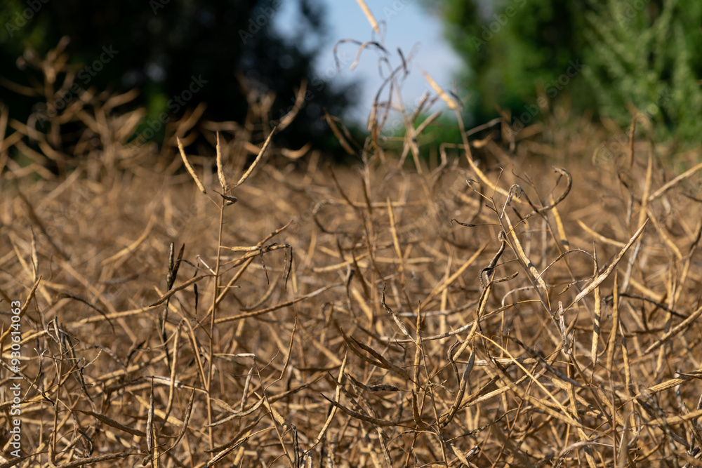 Close-up view of Rapeseed (Brassica napus, also known as oilseed rape) or mustard agricultural field with long dried brown ripe pods in a sunny summer day. Soft focus. Copy space. Oil plants theme. Close-up view of Rapeseed (Brassica napus, also known as oilseed rape) or mustard agricultural field with long dried brown ripe pods in a sunny summer day. Soft focus. Copy space. Oil plants theme.