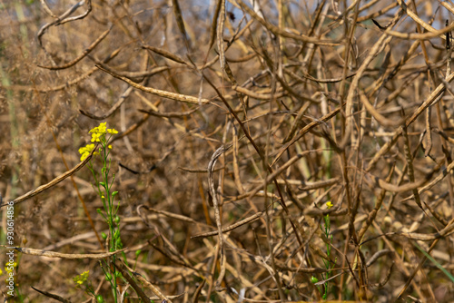 Fotografie Close-up view yellow flower of Rapeseed (Brassica napus, also known as oilseed rape) or mustard plant on dry agricultural field with long dried brown ripe pods in a sunny summer day