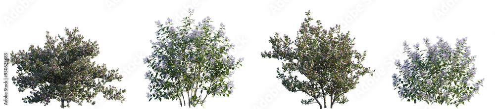 Set of Escallonia × langleyensis 'Apple Blossom' and Ceanothus x delileanus 'Gloire de Versailles' frontal flowering shrub isolated png on a transparent background perfectly cutout Set of Escallonia × langleyensis 'Apple Blossom' and Ceanothus x delileanus 'Gloire de Versailles' frontal flowering shrub isolated png on a transparent background perfectly cutout