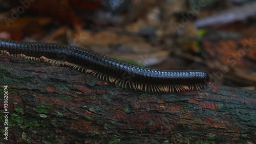 Millipede crawling on tree bark in forest setting with fallen leaves in background. photo