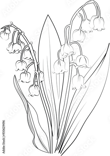 Lily of the Valley of flower design for card or print. hand-painted Lily of the Valley flower illustration isolated on white, engraved ink art floral coloring pages, and books for print