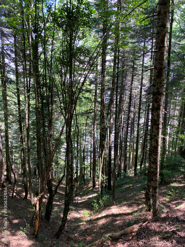 Fototapeta premium A view from the Valla Canyon hike, one of the highest canyons in the world, located in Kastamonu, Turkey 