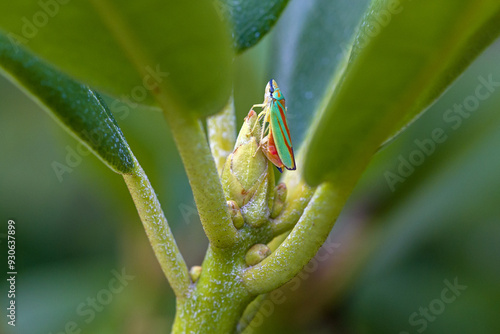 a green-red rhododendron leafhopper ovipositing on a rhododendron bud  photo